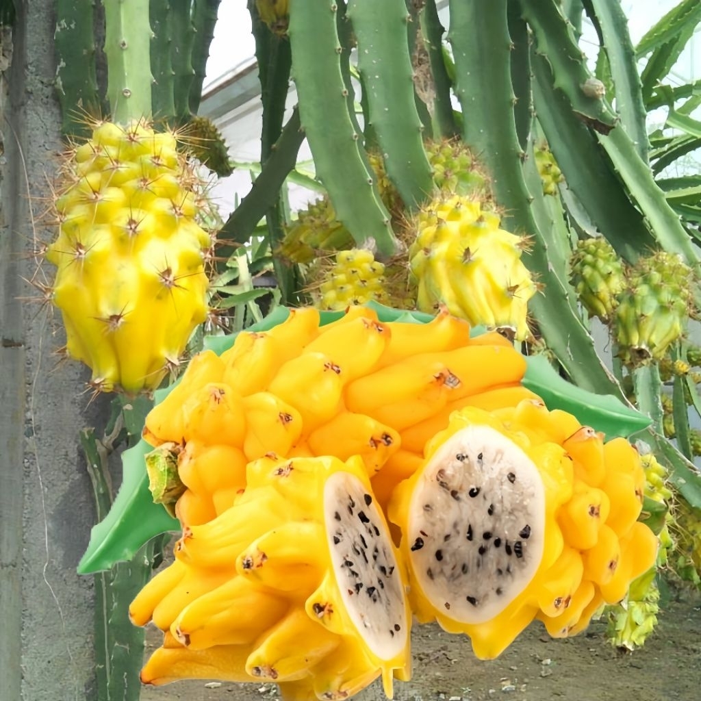 20 Biji Benih Buah Naga Kuning Benih Unggul ORI Bibit Buah Naga Kuning