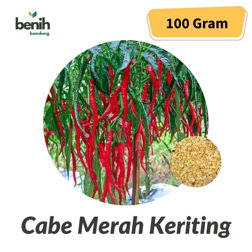 100 Gram Benih Cabe Merah Keriting Lokal Bibit Cabai Unggul