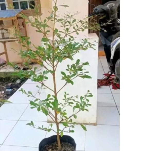 Bibit ketapang kecana - pohon ketapang kecana