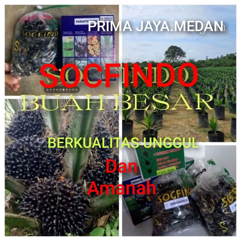 Bibit Benih Kecambah Sawit DXP SOCFINDO (250 Butir)