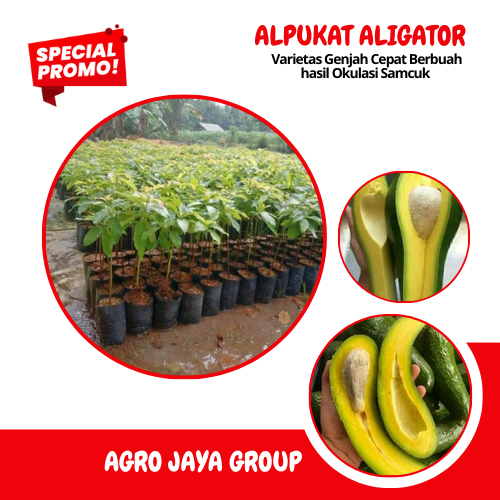 Bibit ALPUKAT ALIGATOR,,hasil okulasi...buahnya lebat..