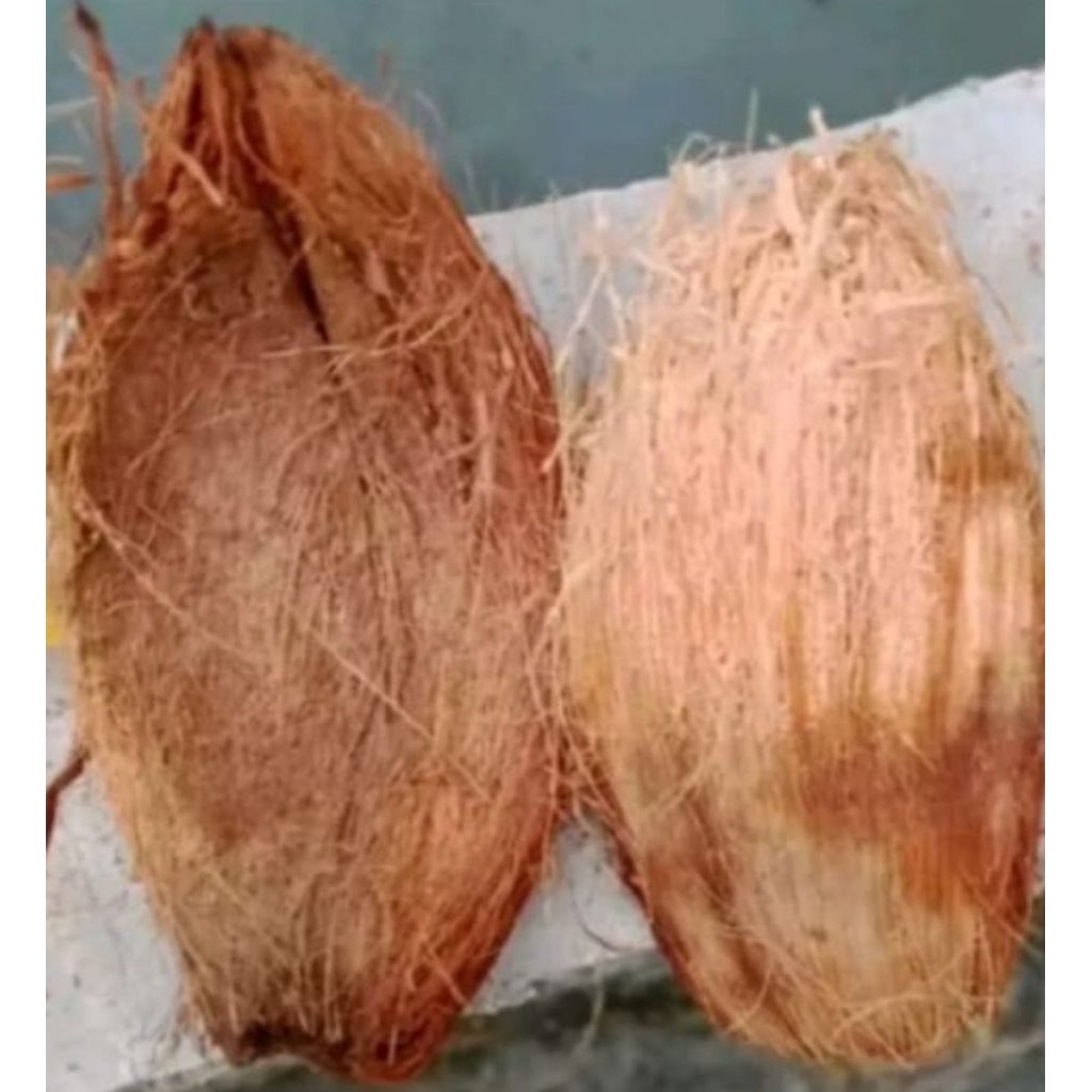 sabut kelapa kering 2 pcs murah