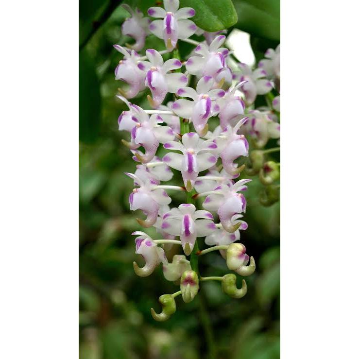 Anggrek vanda aries odorata || Anggrek vanda spesies