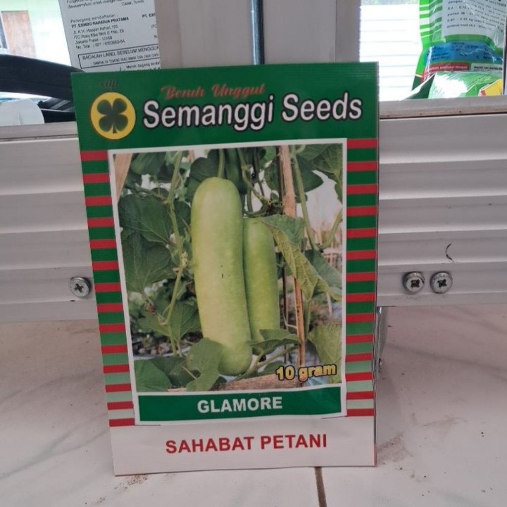 Benih Blonceng Glamore