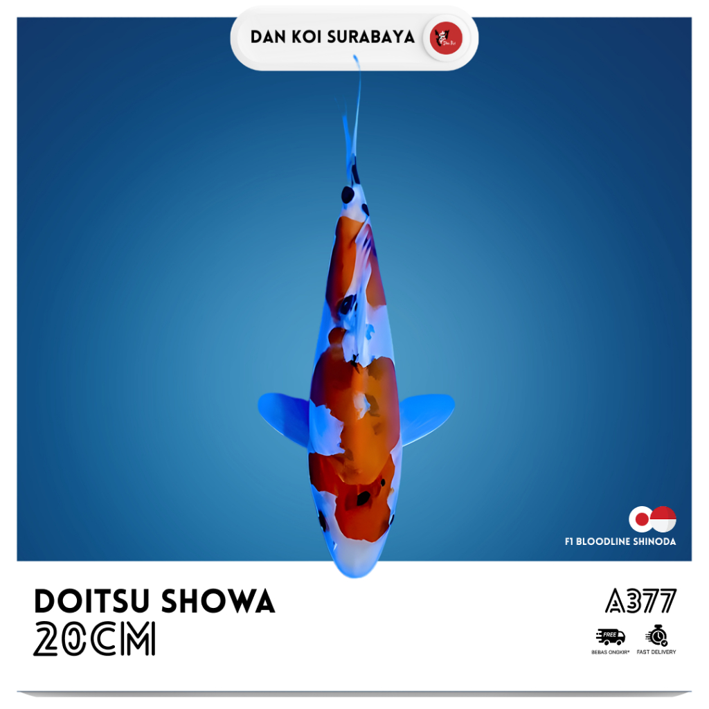 Ikan Koi Doitsu Showa F1 Bloodline Shinoda Kode A377