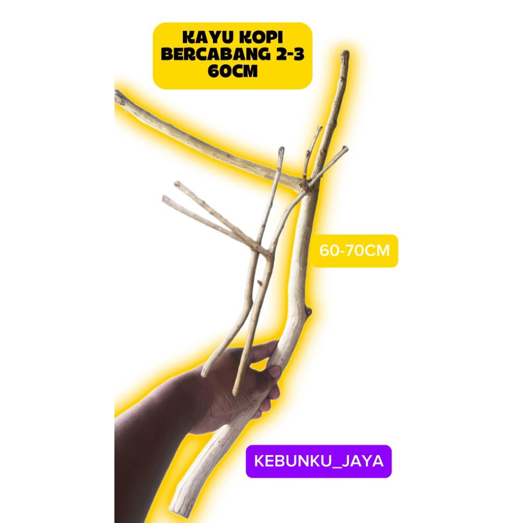 Kayu Kopi Bercabang 2-3 Ranting Untuk Tenggeran Burung