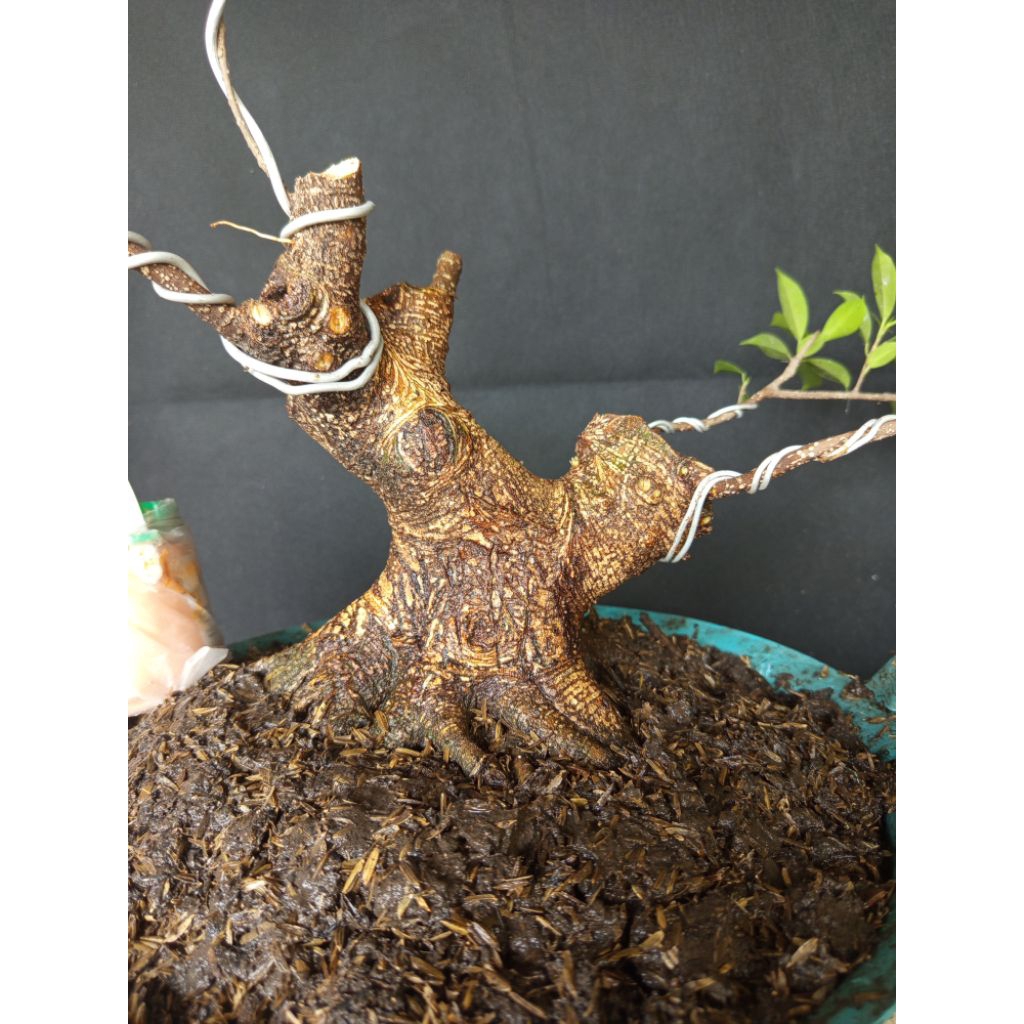 Kimeng Bogel, Bahan Prospek Realpict