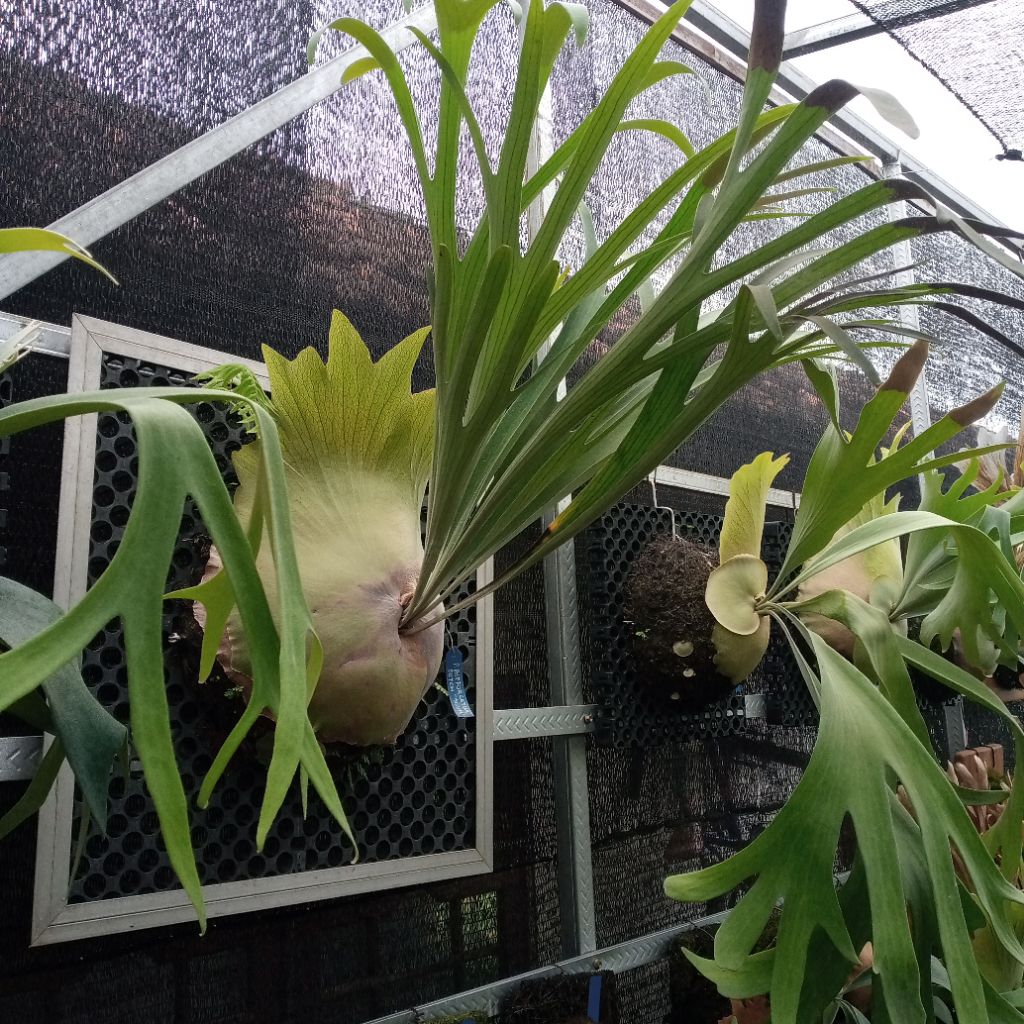 platycerium bifurcatum . simbar . tanduk rusa