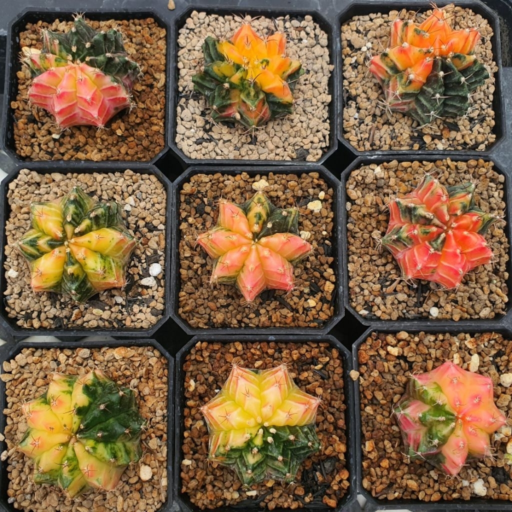 Kaktus Gymno Miha Hybrid Var Gymnocalycium Mihanovici Varigata Mihanovichii