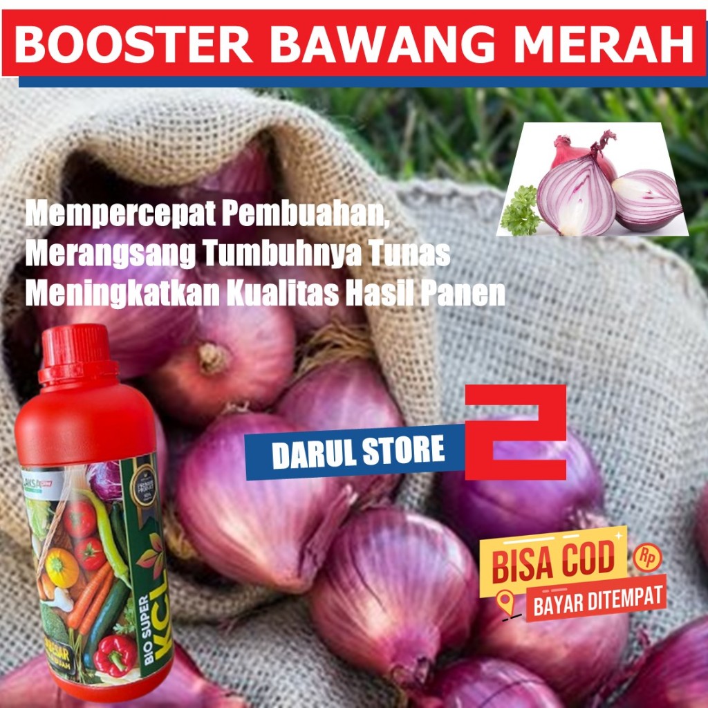 PUPUK BAWANG MERAH CAIR KCL COCOK UNTUK TANAMAN Bawang Merah Cepat Besar dan Banyak Obat Semprot Per