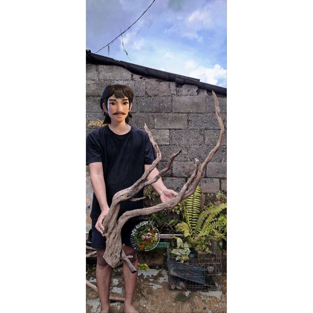 kayu bonggol santigi laut jumbo solid