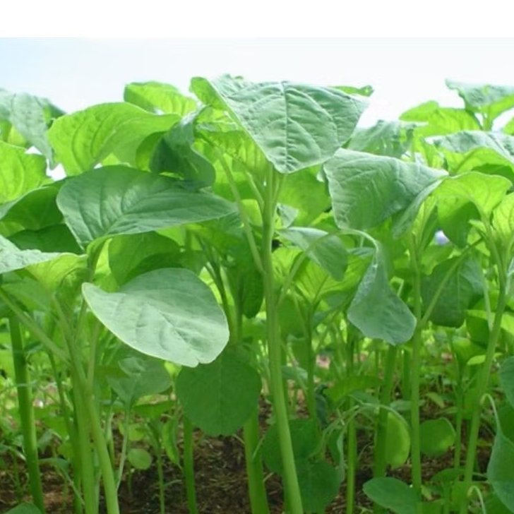 5000 BIJI BENIH BAYAM HIJAU