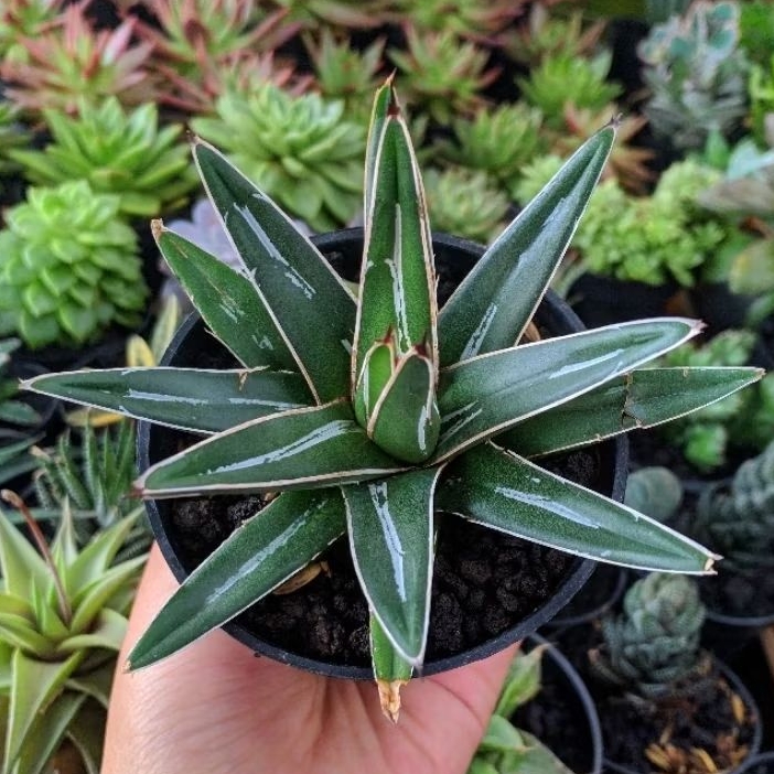 Agave Victoria Reginae Free Pot