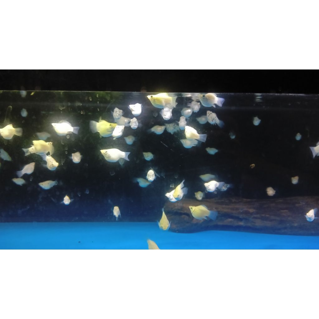 Molly Balon White Marble(Khusus Gojek)