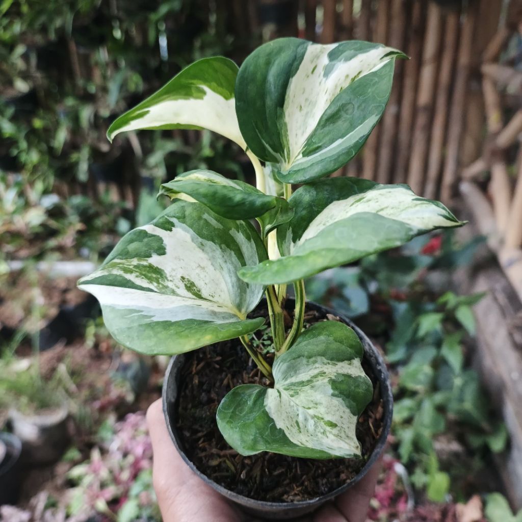 sirih gading manjula/eppiprenum manjula