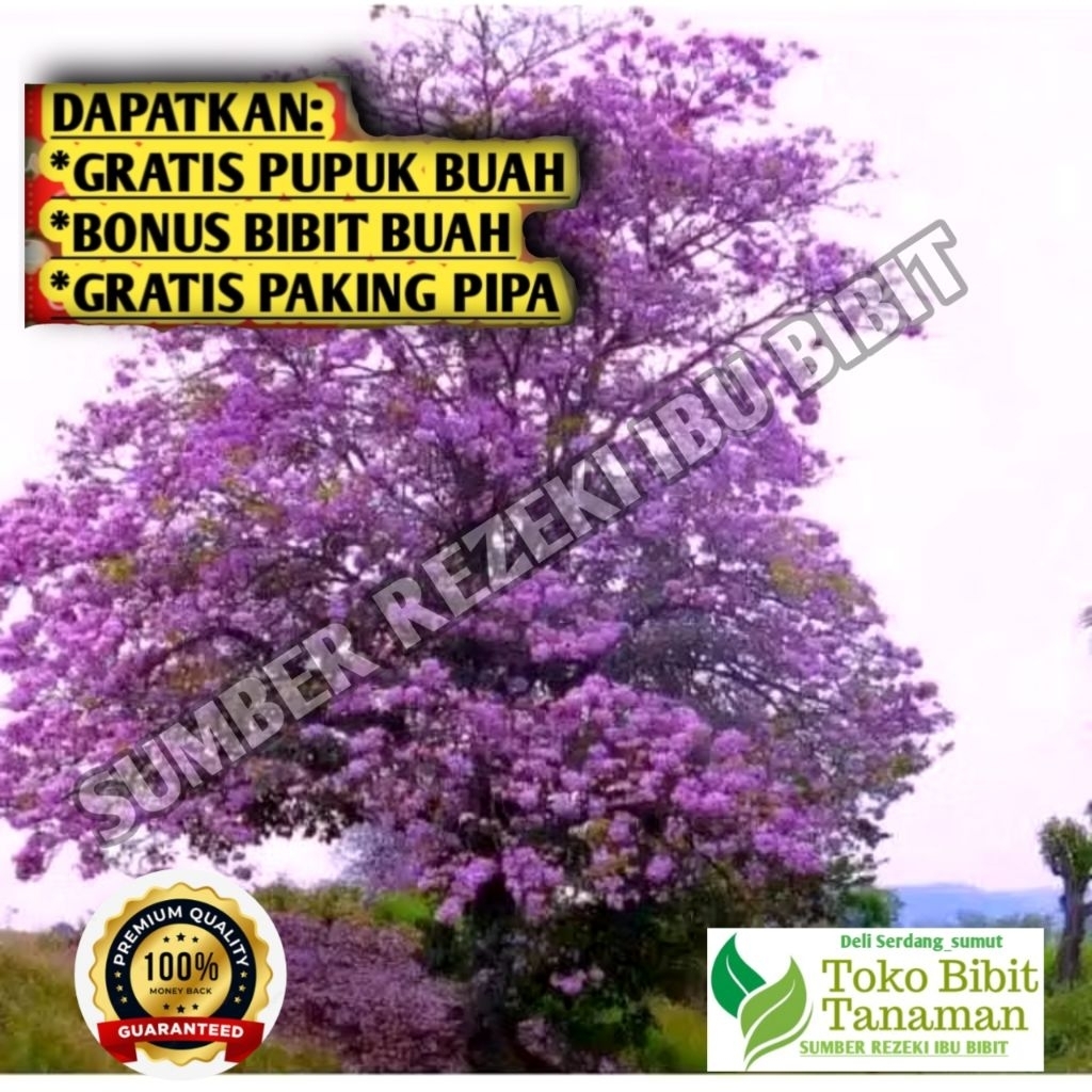 Bibit  tabebuya ungu
