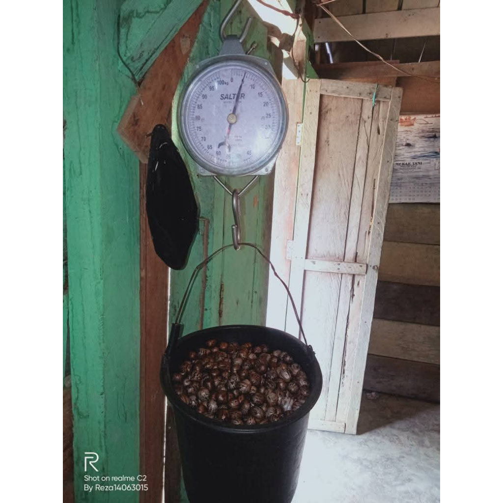 Biji Karet Isi 100 PCS || Biji Karet Super TERMURAH Bibit Medan