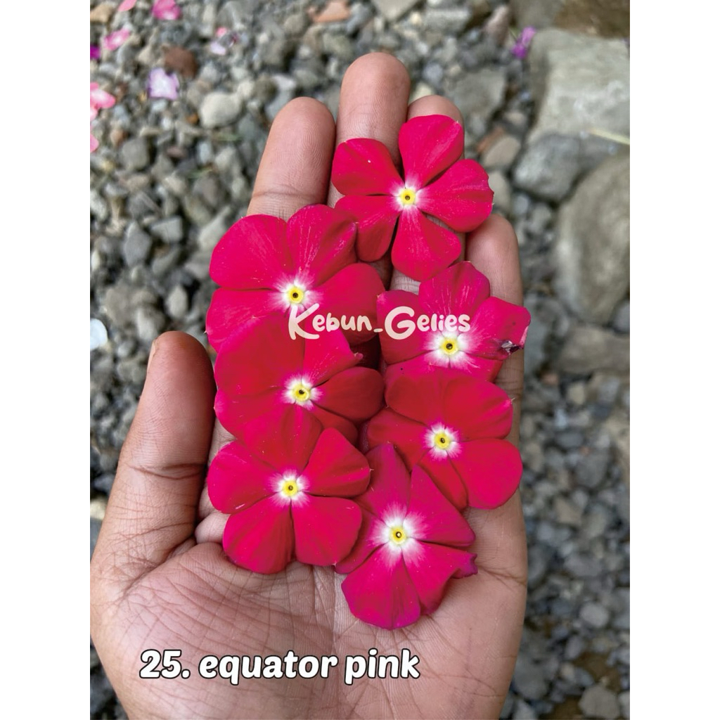 EQUATOR PINK