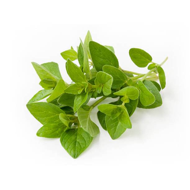 TANAM TUMBUH BENIH OREGANO