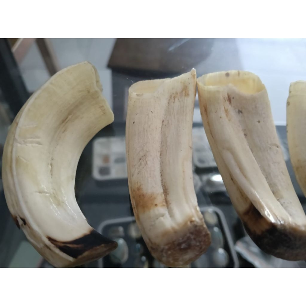 tarbi taring gigi babi hutan asli bukan resin cor