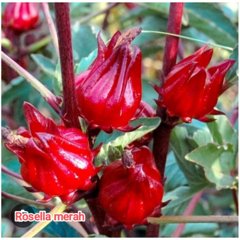 tanaman rosella, teh rosella