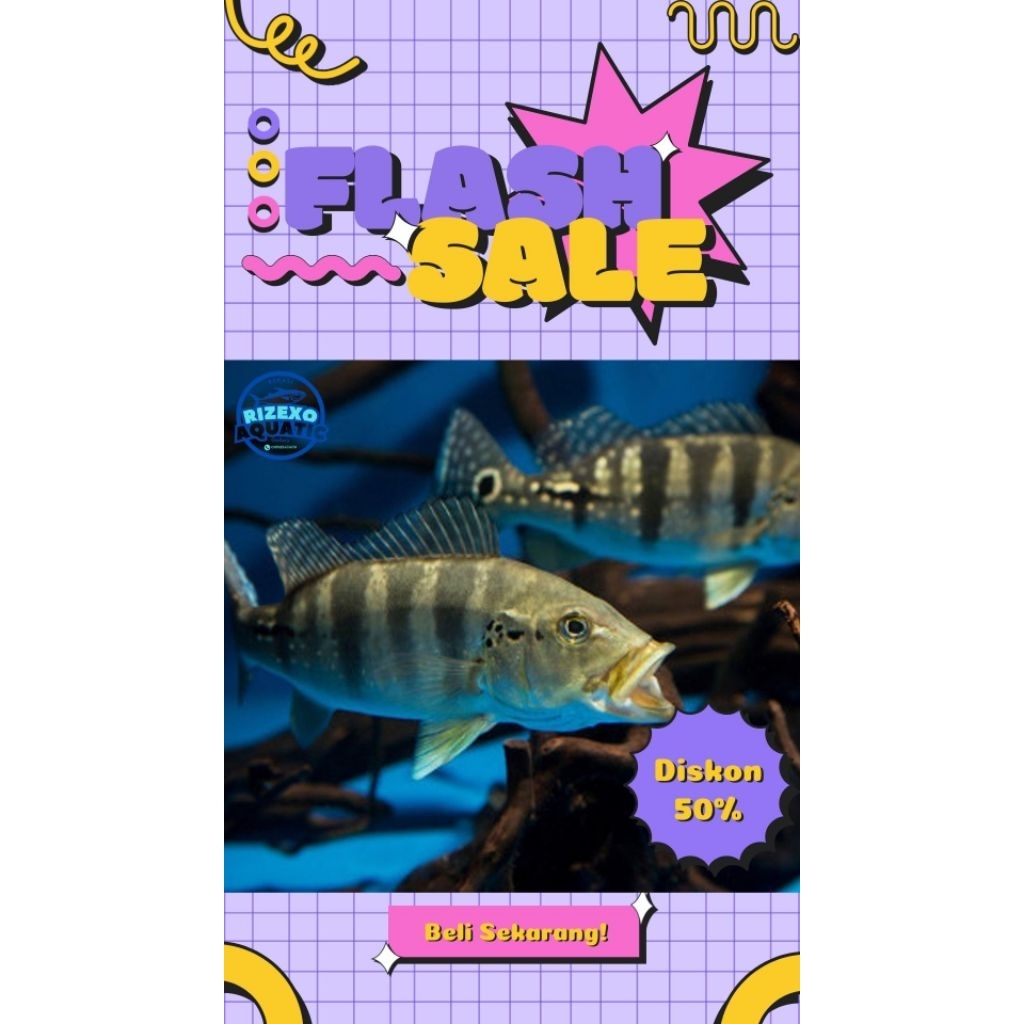 Pbass Azul Good Mark 10-12 CM #PromoSpecial