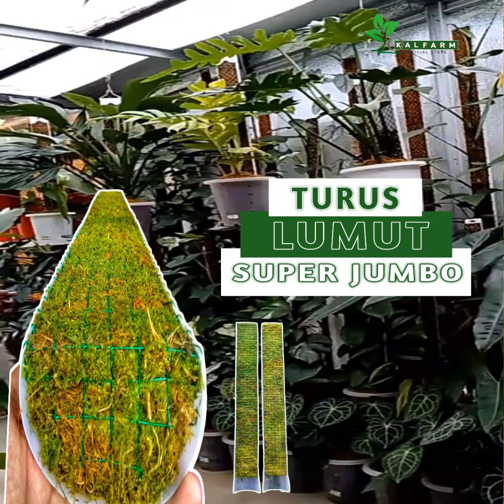 Turus Lumut Mika 150 cm | Turus Tanaman Akar Merambat