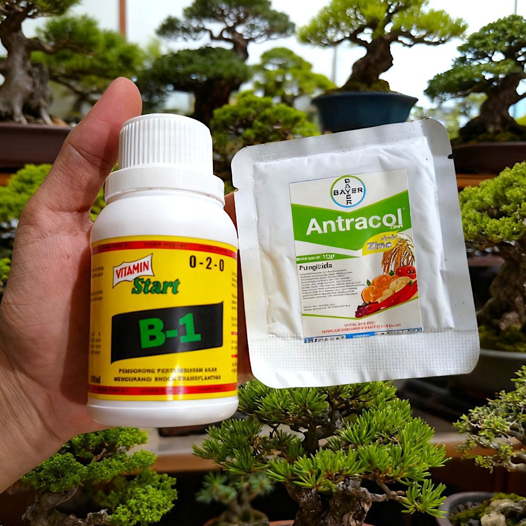 Paket 2 Pcs Vitamin Akar B1 + Antracol Fungsida Mepersehat Akar dahan pohon Bonsai dan Pohon Hias