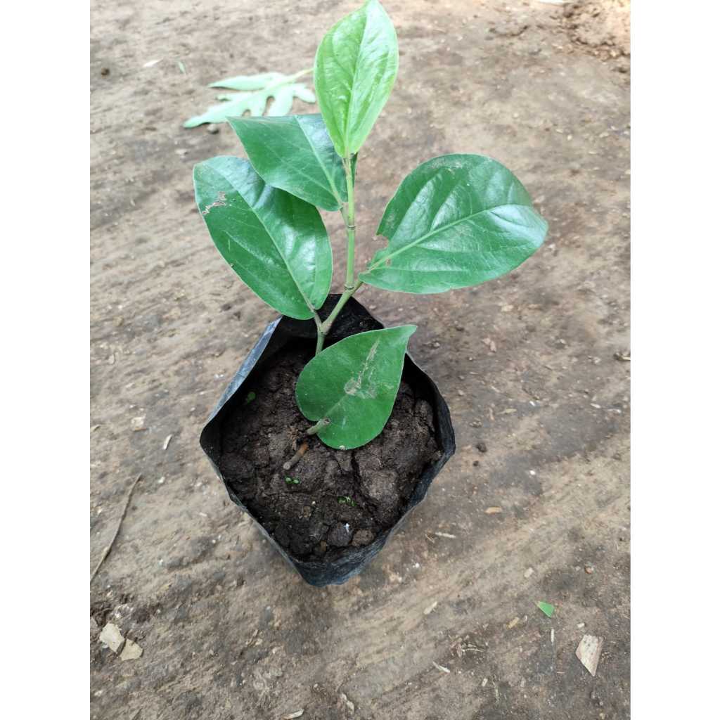 Bibit pohon cabai jawa / cabe jamu / pipper retrofractum cabe herbal