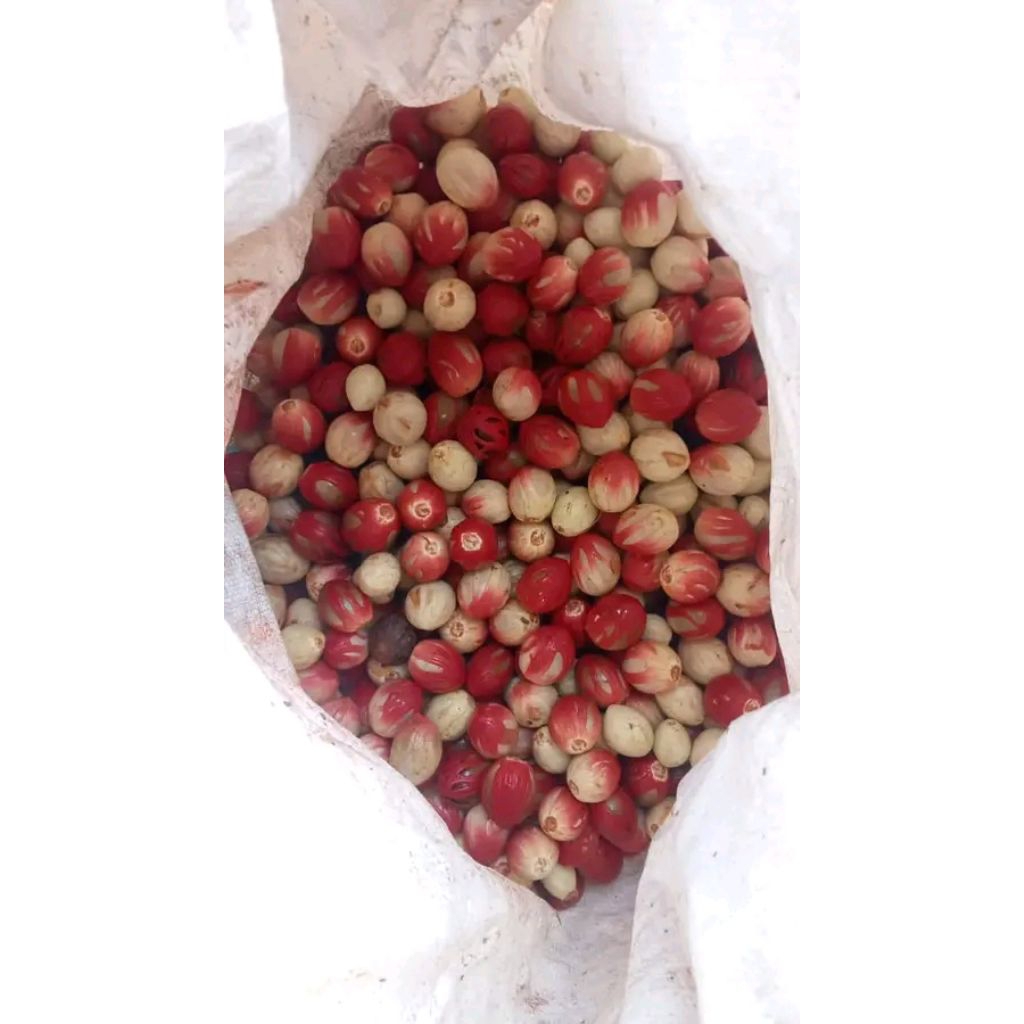 Biji pala basah Fress 500 gram