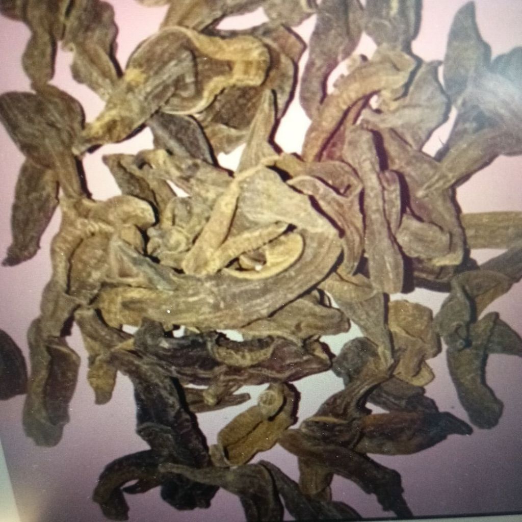 Lintah kering asli 100% per ekor