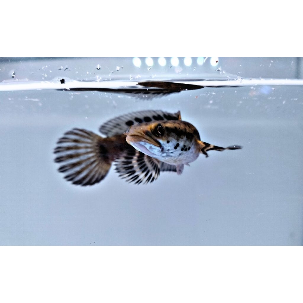 orna yl kualitas 8_9 cm