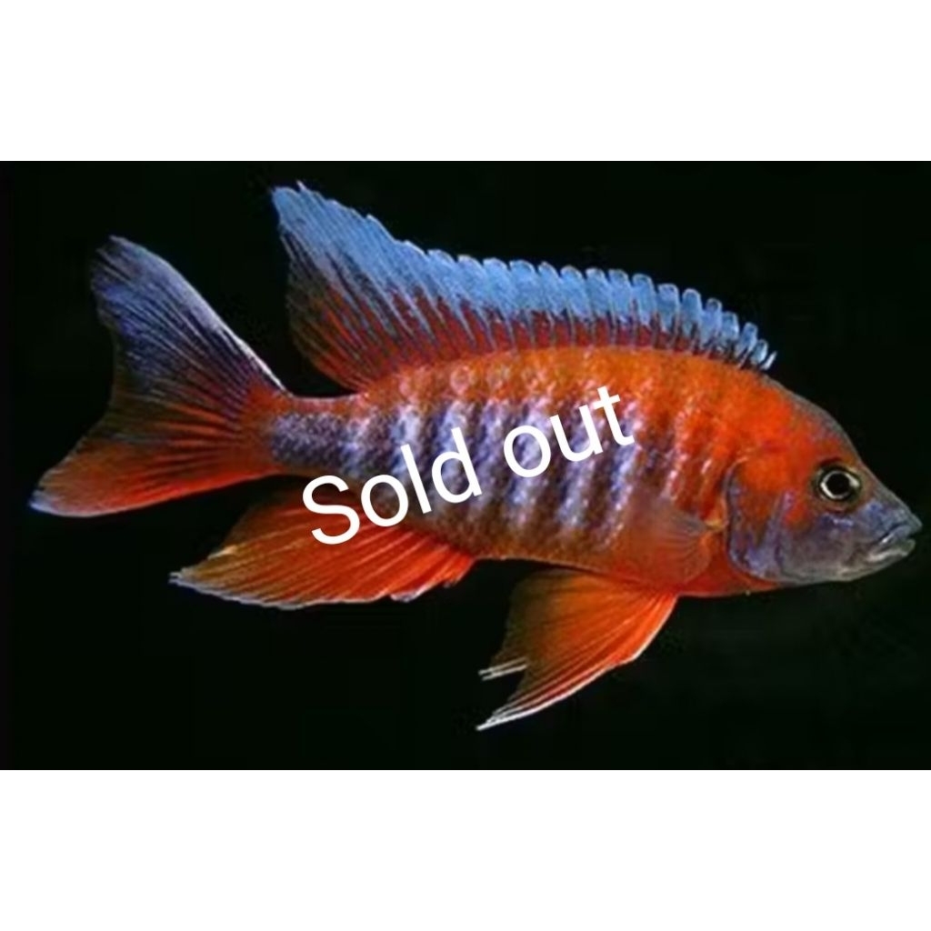 ikan cichlid red eureka 5cm (bahan)