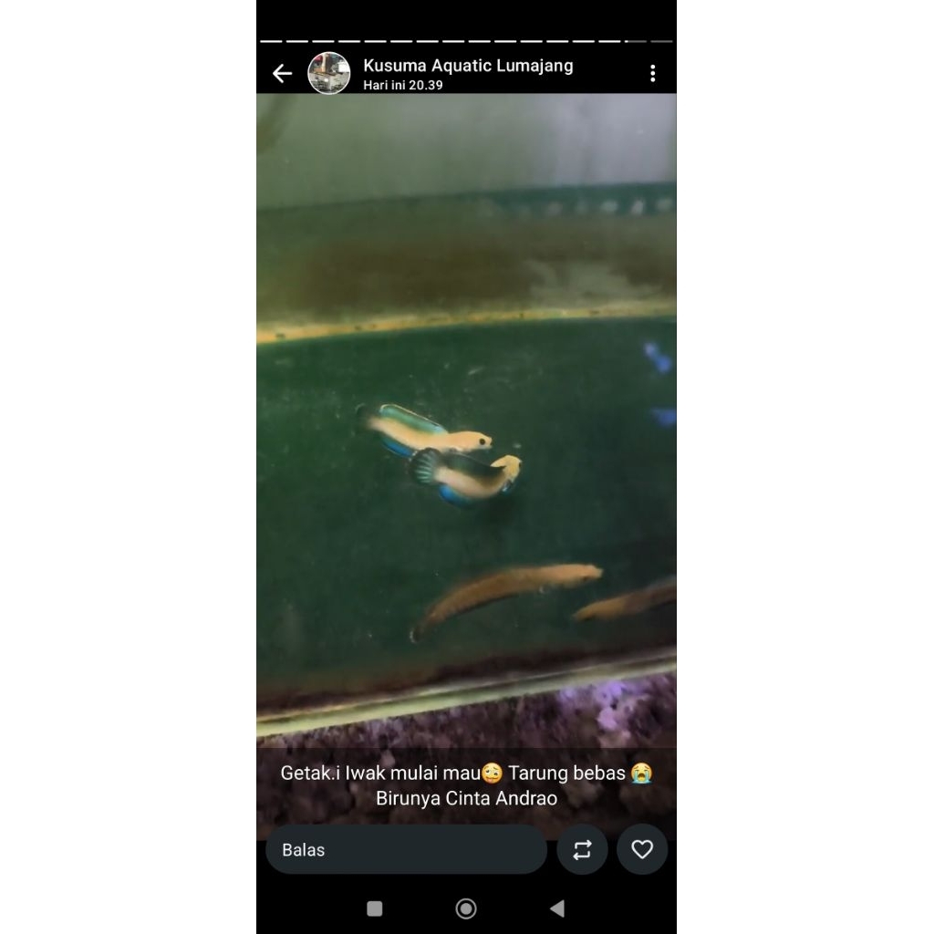 Ikan Channa Andrao Ukuran 4-5 cm, Rim Tebal, Makan Pelet