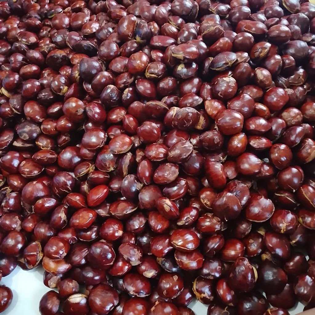 jengkol tua besar 500gram