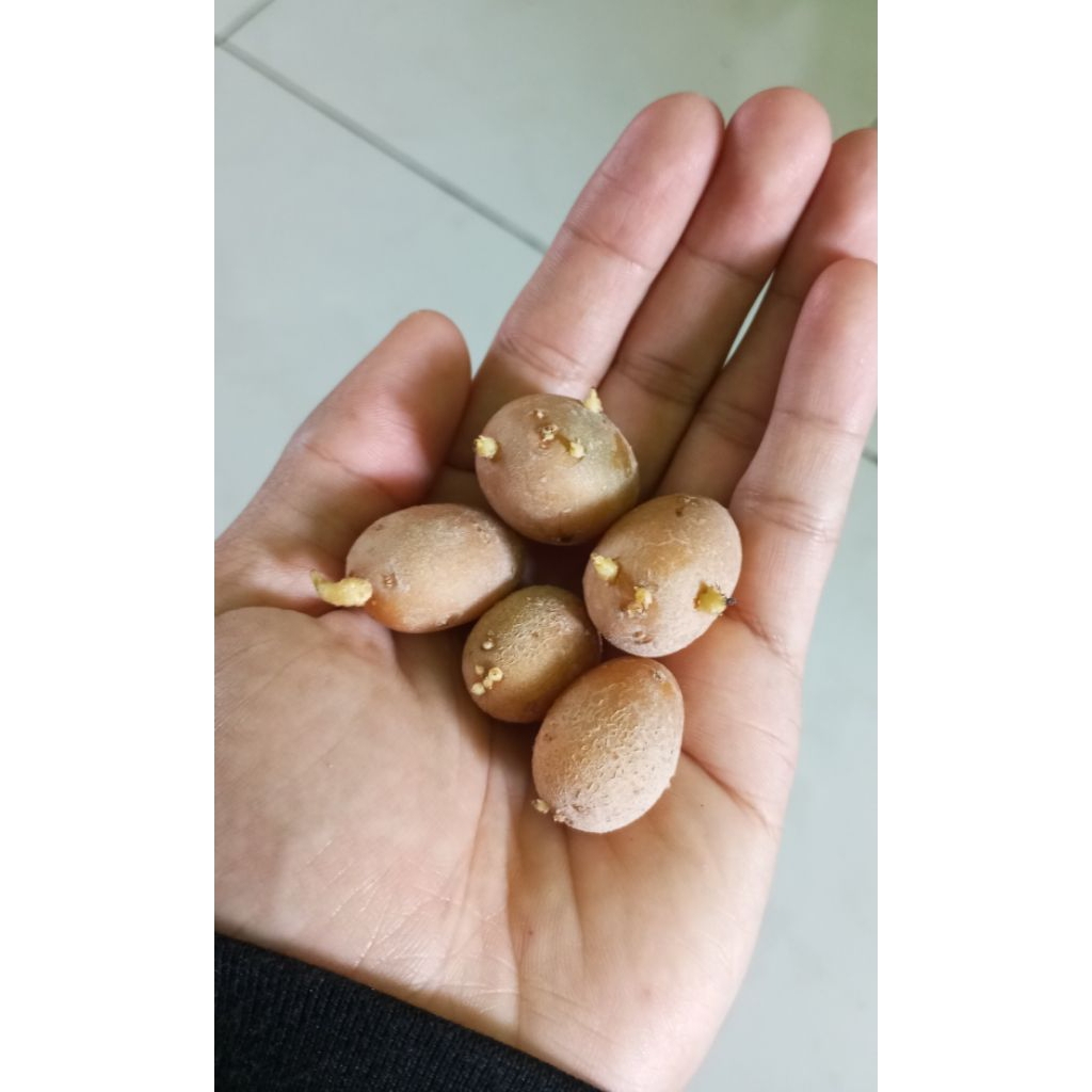 Bibit Kentang G0 Ukuran Telur Puyuh Paket 50 biji