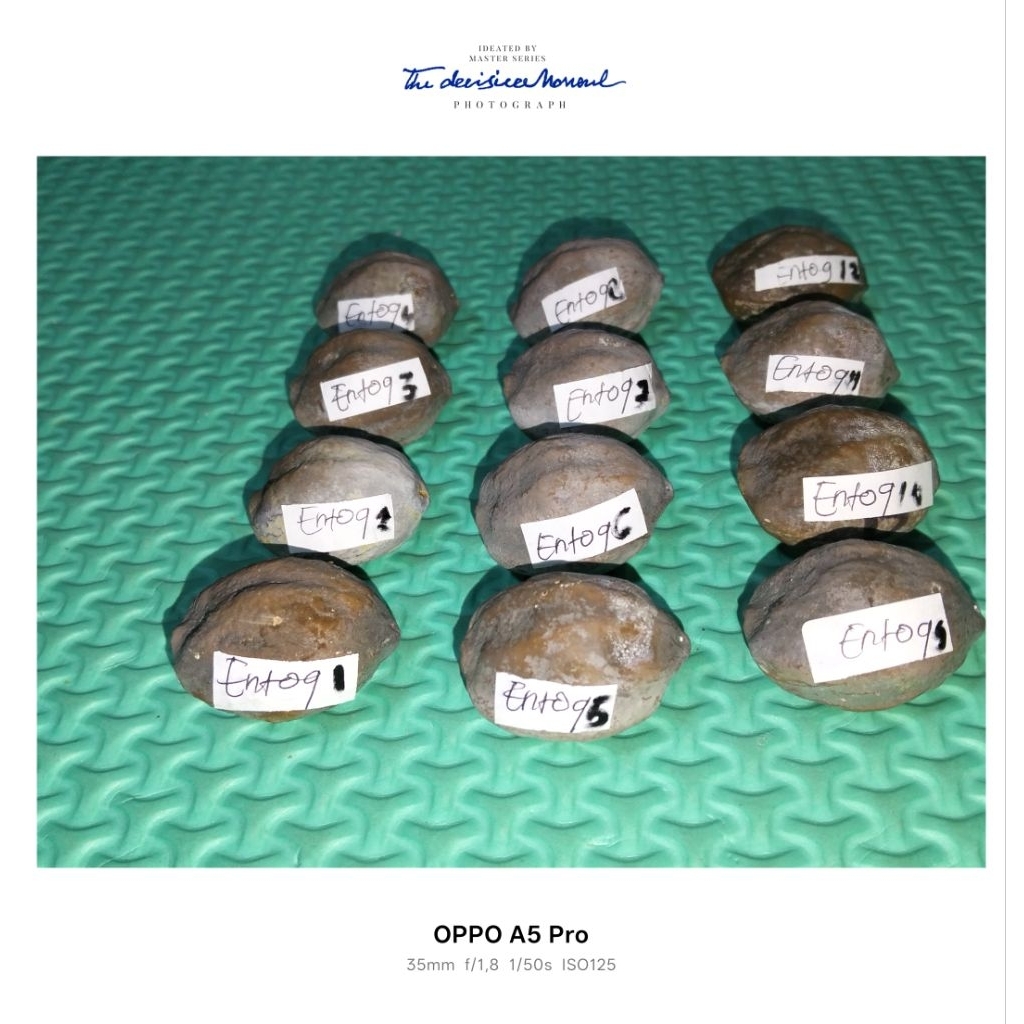 muncang aduan Jayanti si entog pak haji