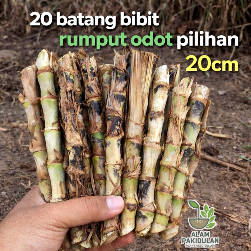 Bibit Rumput Odot 20 Batang / Rumput Odot  Mudah Tumbuh