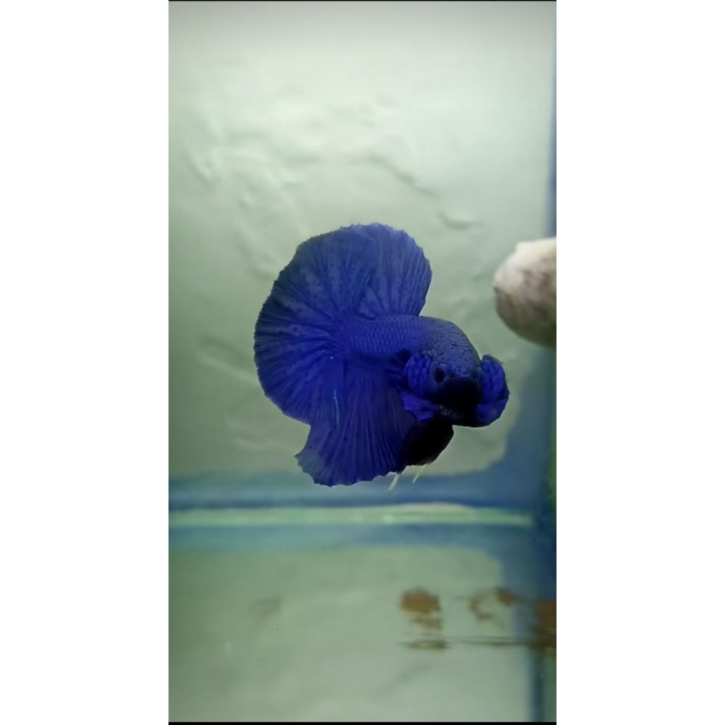 CUPANG PLAKAT ROYAL BLUE SIAP BREAD SIZE M+