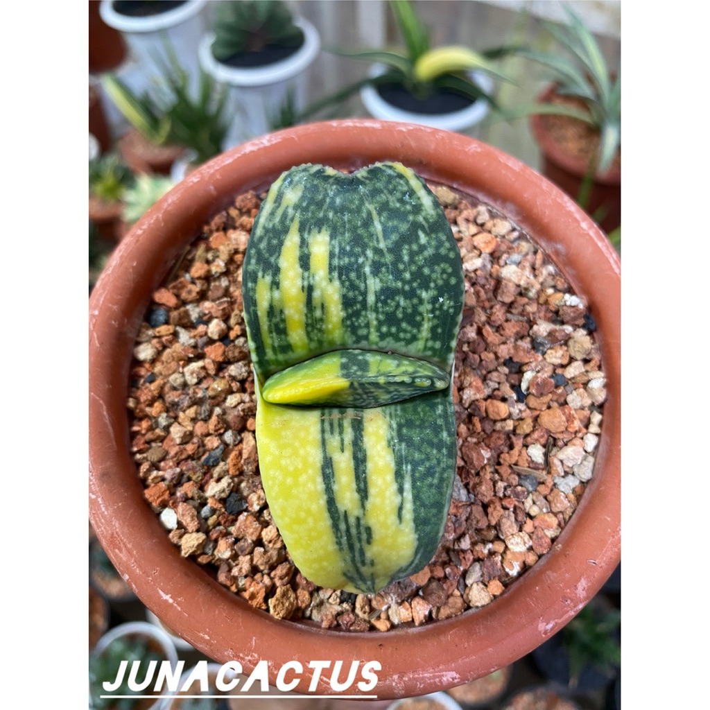 Gasteria Kyoryu Variegata