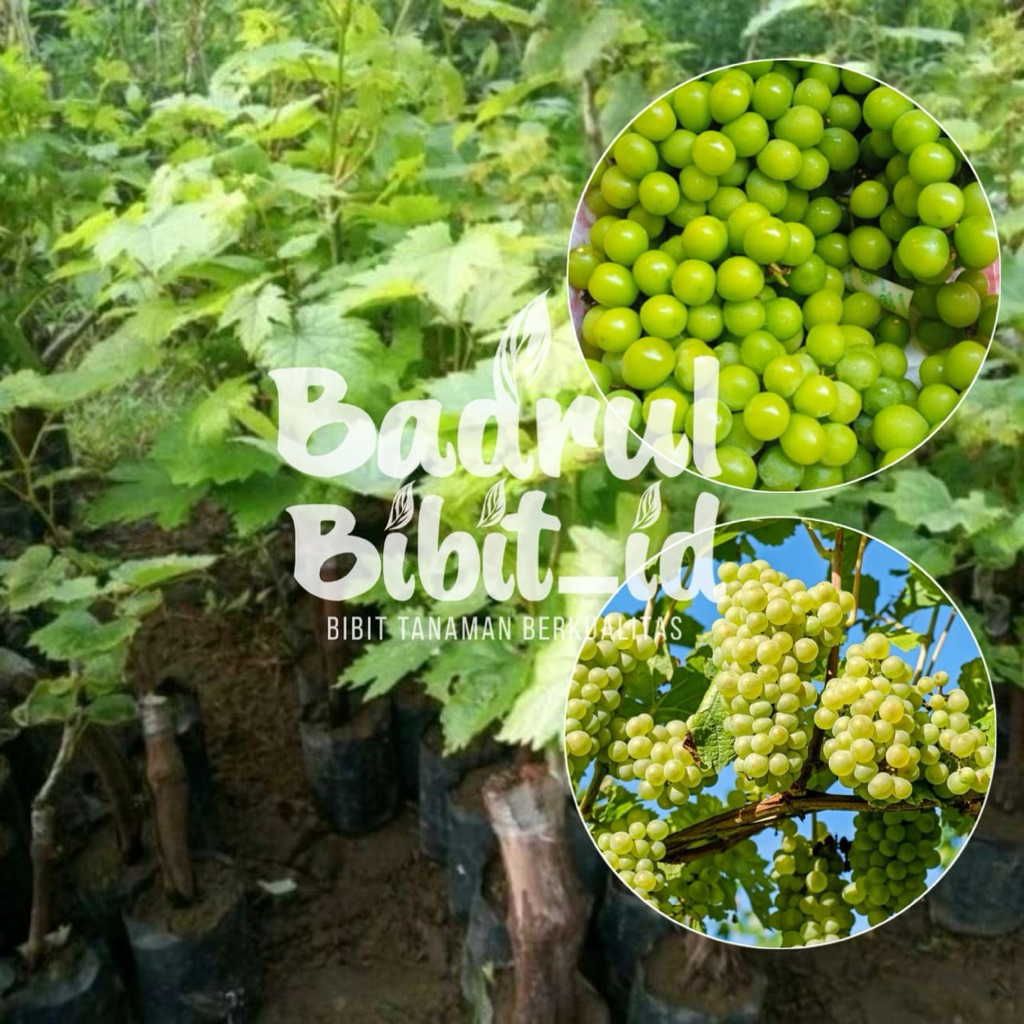 bibit tanaman anggur jenis shine muscat anggur hijau okulasi
