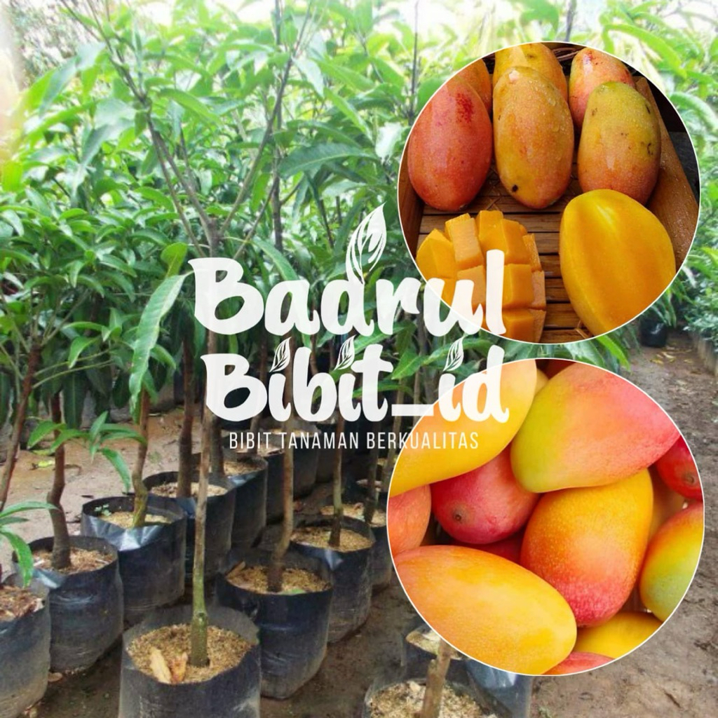 BIBIT MANGGA PODANG HASIL OKULASI BERBUAH CEPAT