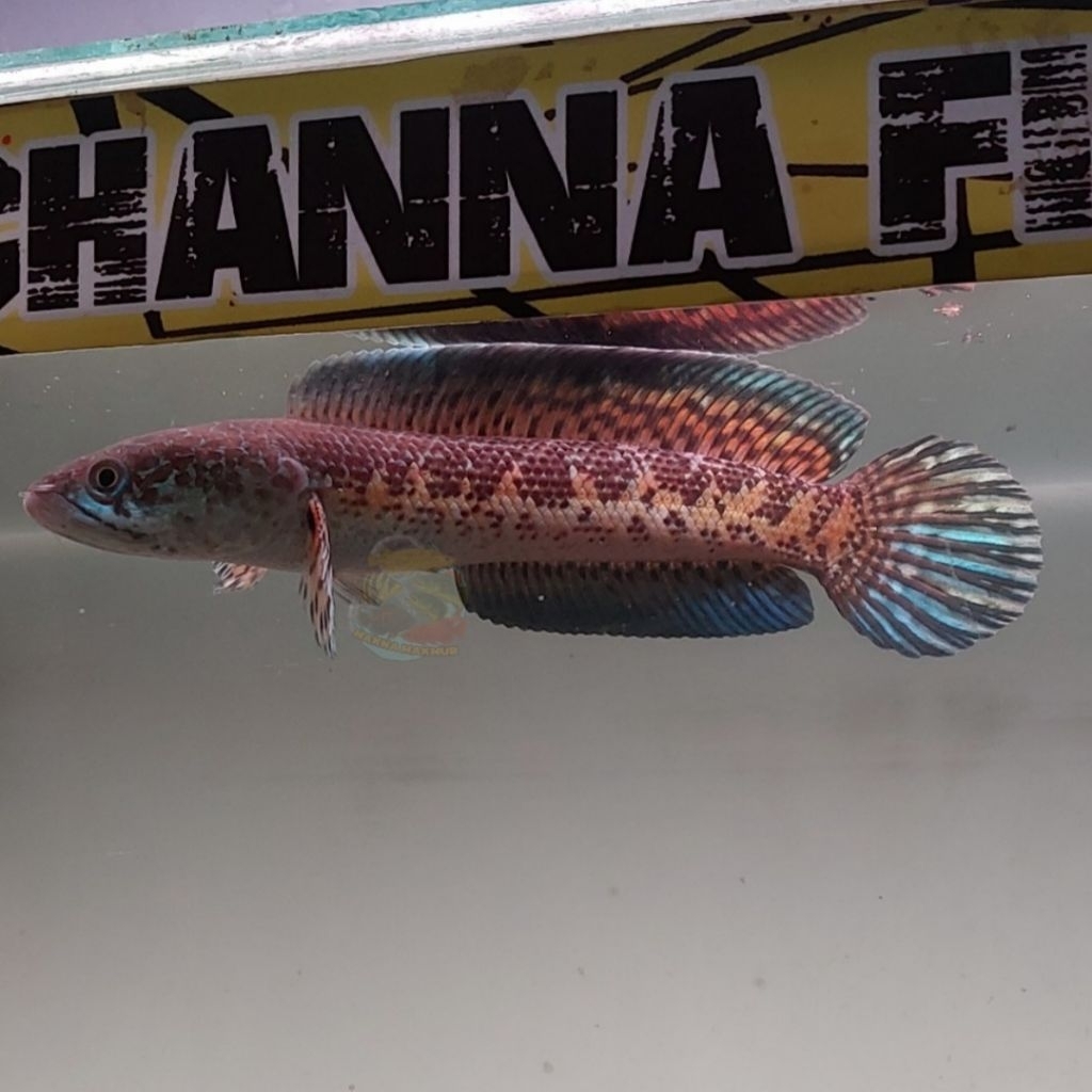 Channa Auranti Maculata 10 - 30cm WC CB Galak Sehat Anatomi