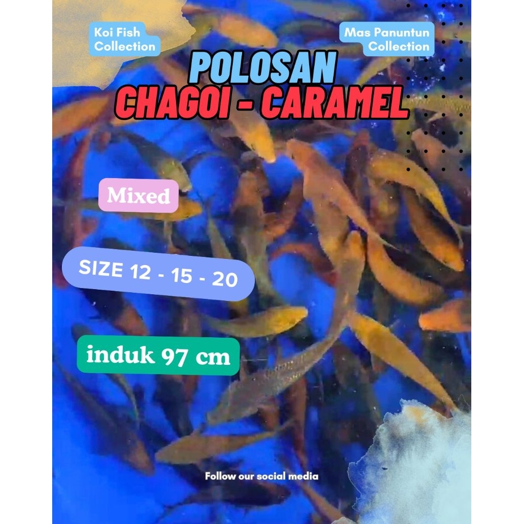 Ikan Koi Polosan Chagoi - Caramel - Midori 12BU-15BU-20BU