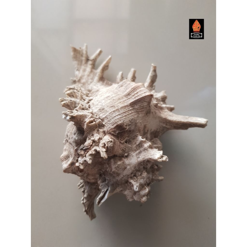 Koleksi Batu Kerang/Kijing Bungkem Asli Purba