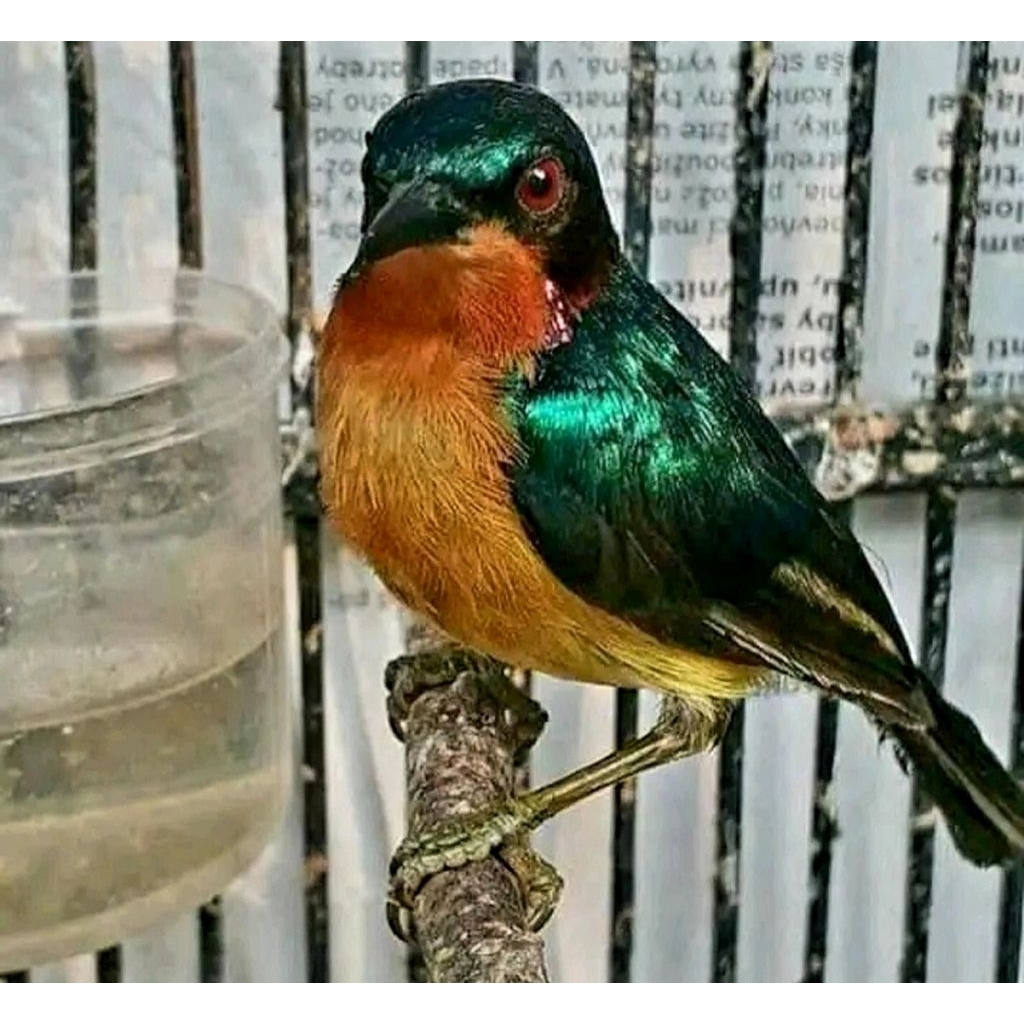 kolibri wulung jantan makan nextsr poer