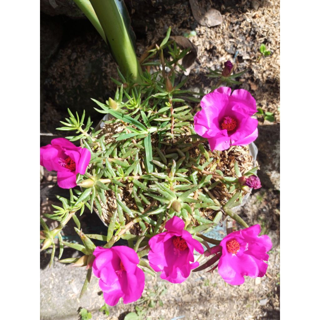 Bibit Bunga Portulaca Pink rimbun | Tanaman Hias Taman | Rajin Berbunga & Tahan Panas