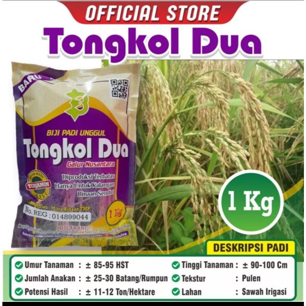 Padi Tongkol 2 Jumbo / Biji Padi Unggul Tongkol 2 / Kemasan 1 Kilogram / Bisa COD