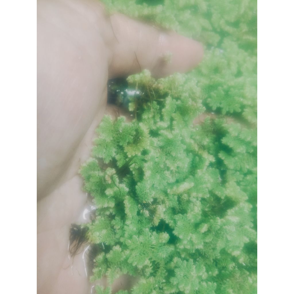 Azolla Segar Pakan Bebek Entok Ayam Ikan | Protein Tinggi Hemat Pakan 200ml