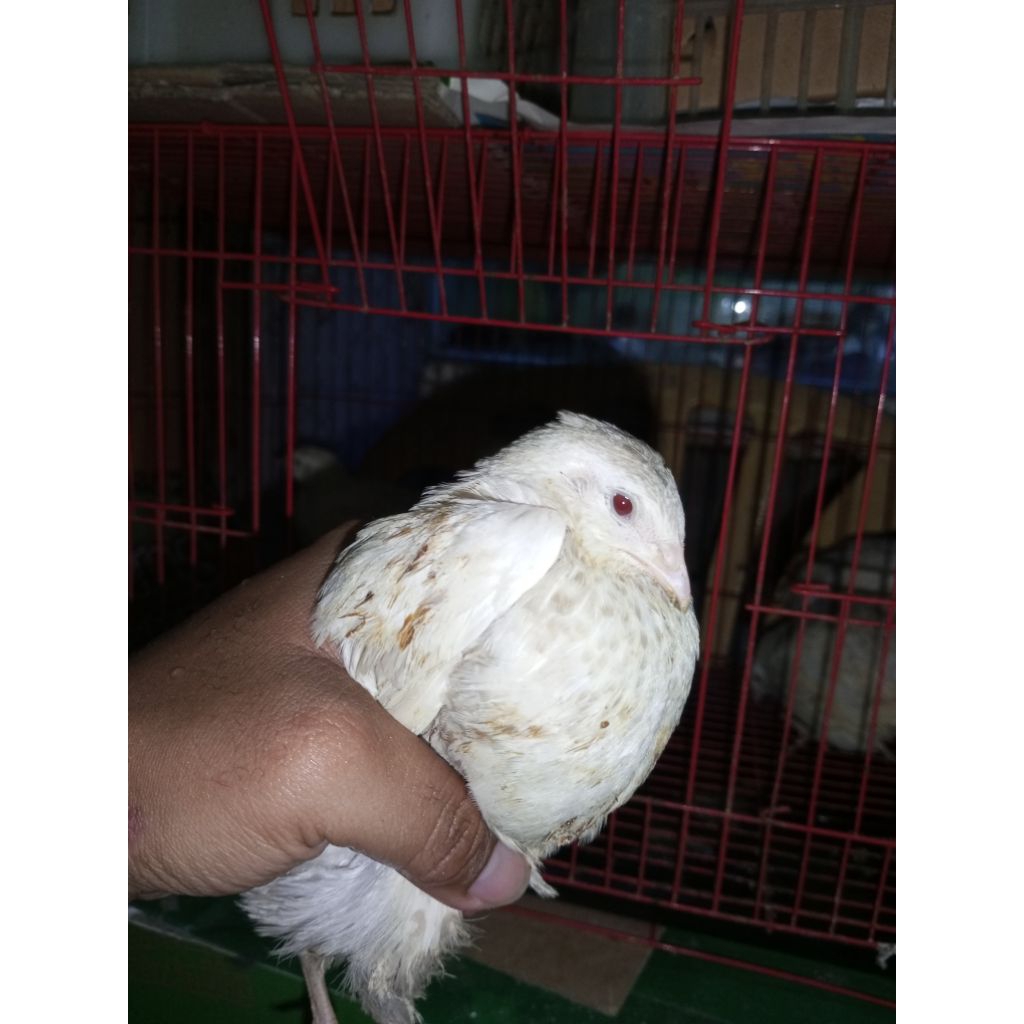 Burung Puyuh Hias Warna Putih Mata Merah Albino